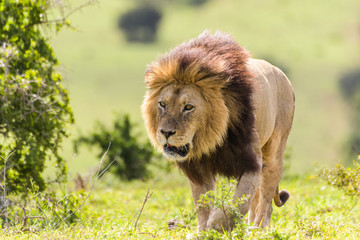 Leone