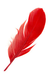 Single red feather isolated on white background