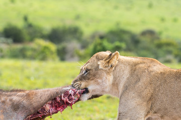 Naklejka premium Leone