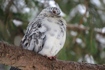 dove resting on a tree branch in the forest