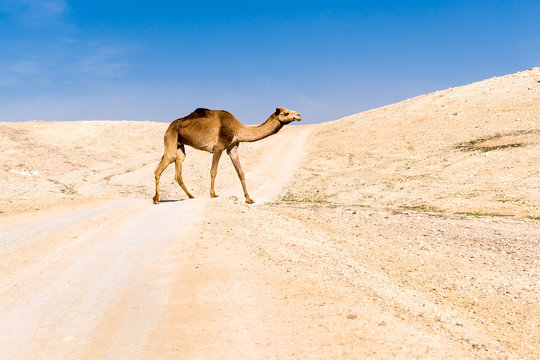 Camel crossing desert road pasturing, Dead sea, Israel.