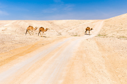 Camels caravan crossing desert road pasturing, Dead sea, Israel.