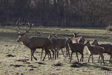 Family of deer on a winter's day