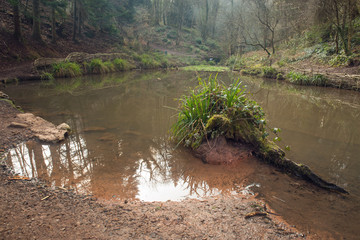 Paradise bottom in Leigh woods , a beautiful pond deep in the forest near Bristol