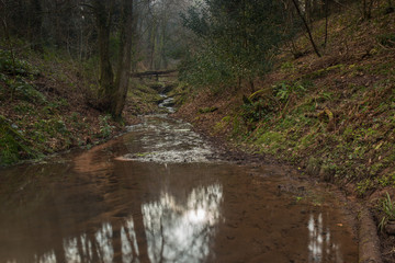 River runs through the forest