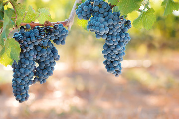Ripe Syrah red wine grapes on vine with watrm blurred background.
