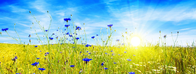 Sommerlandschaft mit Blumenwiese und Sonne.