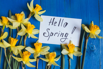 Bright yellow narcissus or daffodil flowers on blue background. Place for text.
