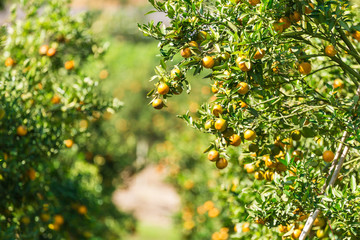 Orange plantation garden