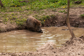 Wildschwein badet in einem Tümpel