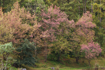 Cherry blossom Thai sakura atorchidagriculture , ChaingMai, Thailand.