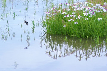 花菖蒲の池にツバメ