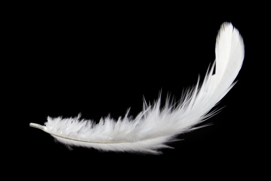 Fototapeta Single white feather isolated on black background