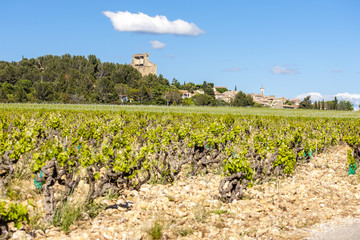 vineyards near Chateauneuf-du-Pape, France