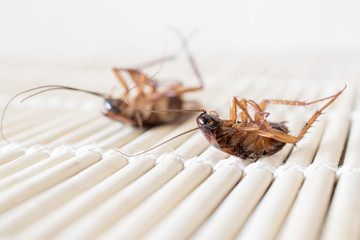 Cockroaches die on wooden boards.