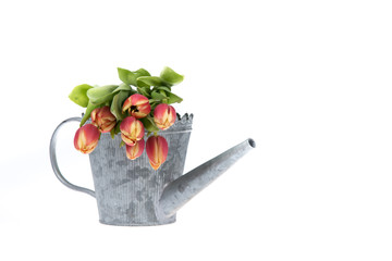Colorful tulip flowers in an old metal watering can isolated ove