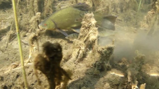 Tench, Tinca Tinca Or Doctor Fish Swimming Underwater. Close up underwater video with feeding tench. Tench swimming with a little group of perchs, Perca fluviatilis.