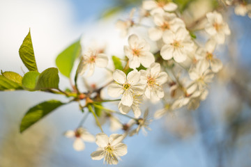 Spring blossom cherry tree branch macro closeup