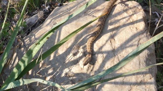 Baby European cat snake crawls on a rock in the meadows on a summer day