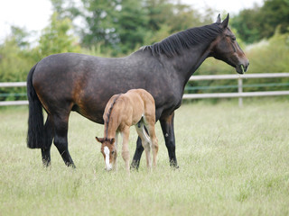 Mare and Foal