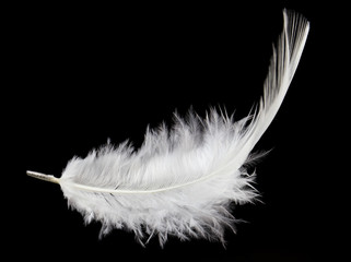 Single white feather isolated on black background