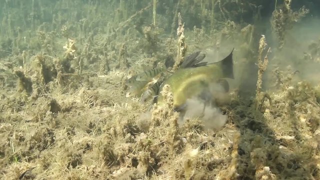 Tench, Tinca Tinca Or Doctor Fish Swimming Underwater. Close up underwater video with feeding tench. Tench swimming with a little group of perchs, Perca fluviatilis.