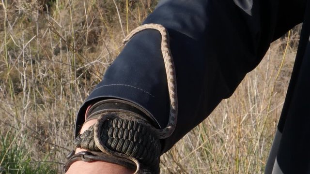 Baby European cat snake slithering along male arm