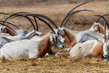 A herd of  gemsboks (Oryx gazella)  rest on a sunny day on the shore of the reservoir