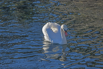 Einzelner Schwan bei der Seebrücke in Luzern, Schweiz