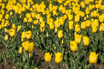 Obraz premium Yellow tulips flowers in a spring garden field