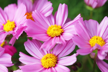 beautiful blooming cosmos flower background