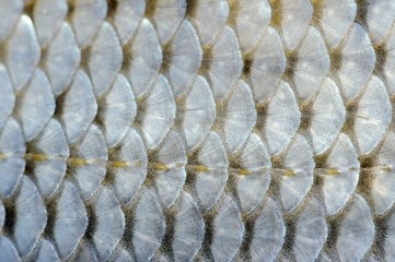 Fish Scales Macro © Vidady