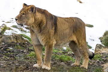 Obraz premium Lioness inside her enclosure at an Austrian zoo in the winter with snow in the background
