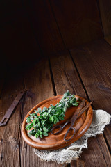 Aromatische Oregano (Origanum vulgare)