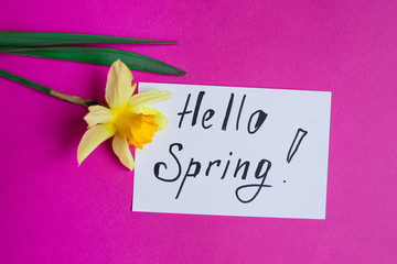 Bright yellow narcissus or daffodil flowers and greeting card on pink background. Place for text.