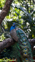 Naklejka premium Peacock feeding in the zoo