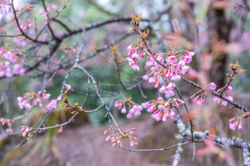 selective focus of pink wild himalayan cherry , Khun Wang Doi Inthanon national Park, Chiangmai, Thailand