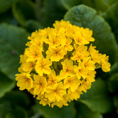Yellow primrose flowers