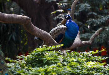 Fototapeta premium Peacock feeding in the zoo