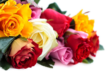 Rose collection on white.