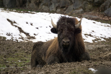 Fototapeta premium Large bison (buffalo) resting on the cold ground on a winter's day
