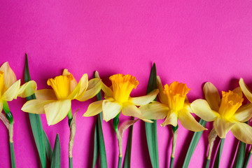 Bright yellow narcissus or daffodil flowers on pink background. Selective focus. Place for text.