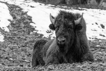 Sepia portrait of young male bison resting in the mud on a cold winter day