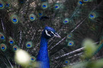 Fototapeta na wymiar Peacock feeding in the zoo