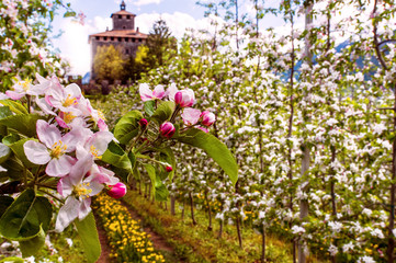 Fioritura in Val di Non