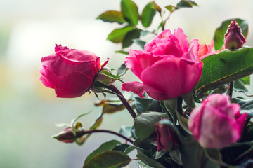 Homemade roses. Bouquet in a crystal vase on a wooden window. The concept of quiet and cozy village life, gardening and environmental friendliness
