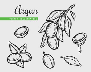 Argan vector drawing nut oil, fruit, berry, leaf, branch, plant.
