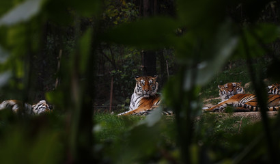 Tiger kept in the zoo