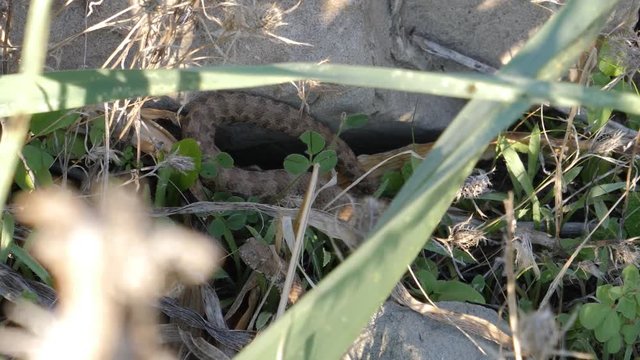 Small European cat snake stays still beside a rock in a grassy field