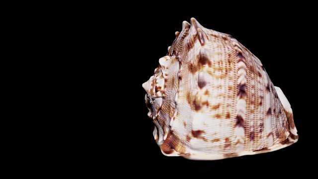 Seashell Isolated on Black Background, Warm Light &ndash; Close-up, Detail